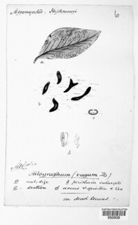 Aulographum hederae image